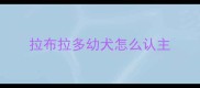 拉布拉多幼犬怎么认主