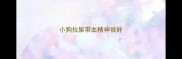 小狗拉屎带血精神很好