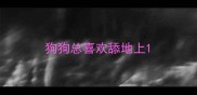 狗狗总喜欢舔地上