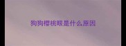 狗狗樱桃眼是什么原因