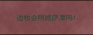 边牧会照顾萨摩吗
