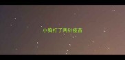 小狗打了两针疫苗