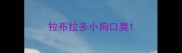 拉布拉多小狗口臭
