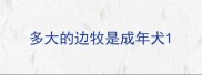 多大的边牧是成年犬