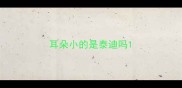 耳朵小的是泰迪吗