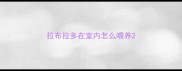 拉布拉多在室内怎么喂养