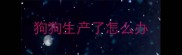狗狗生产了怎么办