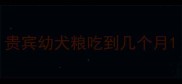 贵宾幼犬粮吃到几个月