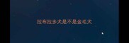 拉布拉多犬是不是金毛犬