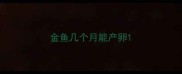 金鱼几个月能产卵