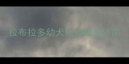 拉布拉多幼犬免费赠送济南