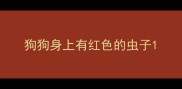 狗狗身上有红色的虫子