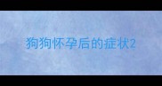 狗狗怀孕后的症状
