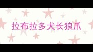 拉布拉多犬长狼爪