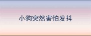 小狗突然害怕发抖