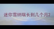 迷你雪纳瑞长到几个月