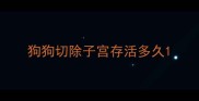 狗狗切除子宫存活多久