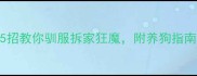 拉布拉多太疯5招教你驯服拆家狂魔附养狗指南精力管理全攻略