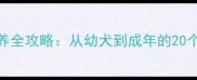 哈士奇饲养全攻略从幼犬到成年的20个关键要点
