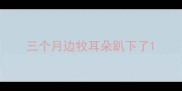 三个月边牧耳朵趴下了
