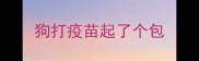 狗打疫苗起了个包