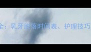 猫咪换牙期全乳牙脱落时间表护理技巧与常见问题