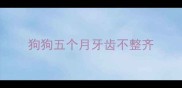 狗狗五个月牙齿不整齐
