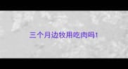 三个月边牧用吃肉吗