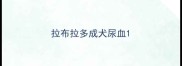 拉布拉多成犬尿血