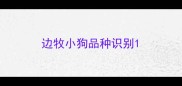 边牧小狗品种识别