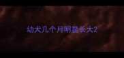 幼犬几个月明显长大