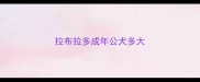 拉布拉多成年公犬多大