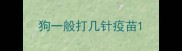 狗一般打几针疫苗