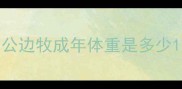 公边牧成年体重是多少