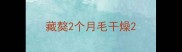 藏獒2个月毛干燥
