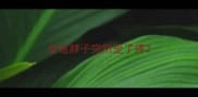 泰迪脖子突然歪了疼