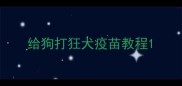 给狗打狂犬疫苗教程