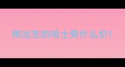 刚出生的哈士奇什么价