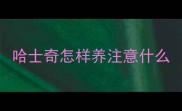 哈士奇怎样养注意什么