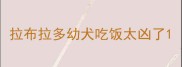 拉布拉多幼犬吃饭太凶了
