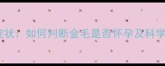 金毛怀孕症状如何判断金毛是否怀孕及科学应对指南