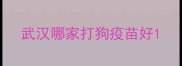武汉哪家打狗疫苗好