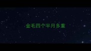 金毛四个半月多重