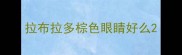 拉布拉多棕色眼睛好么