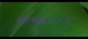 狗狗狗瘟吃什么药