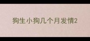 狗生小狗几个月发情