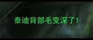 泰迪背部毛变深了