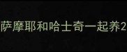 萨摩耶和哈士奇一起养