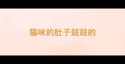 猫咪的肚子鼓鼓的