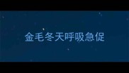 金毛冬天呼吸急促